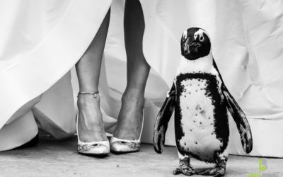 Turtle Back Zoo Wedding – Emily & Paul